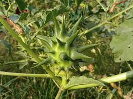 Image result for Datura ferox