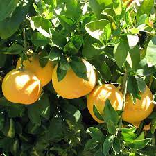 Is grapefruit good for diabetes? How Much Water Should A Ruby Red Grapefruit Tree Get Citrus Com