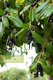 The cherry laurel (prunus laurocerasus), also called english laurel, grows in u.s. Prunus Laurocerasus Stock Photo By Rachel Warne Image 1384186