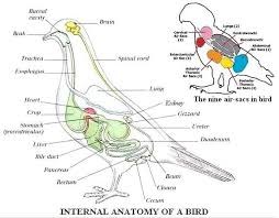 Internal Anatomy Of A Bird Anatomy Animal Medicine Parrot Wings