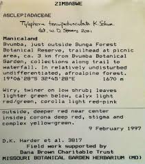 Image result for Vincetoxicum monticola