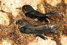 Sarang burung bisa menjadi hiasan ruang tamu yang bagus serta bisa dibuat dari apa saja yang ada di sekitar kebun atau halaman depan. 13 Perbedaan Burung Walet Dan Burung Sriti Serta Persamaannya Burungnya Com