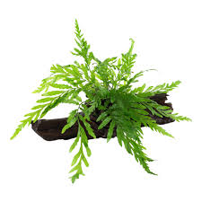 Image result for Bolbitis