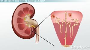 The renal medulla is split up into a number of sections, known as the renal pyramids. Renal Medulla Definition Function Video Lesson Transcript Study Com