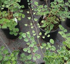 Image result for Pellaea dura