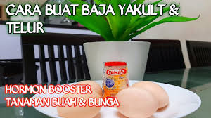 Berikut beberapa tips cara menanam sayuran organik bagi pemula untuk di pekarangan rumah. Cara Buat Baja Yakult Telur
