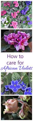 Check spelling or type a new query. African Violets Tips For This Popular Indoor Flowering Plant