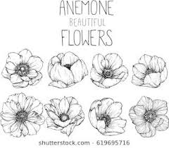 Anemone Flower Tattoo Black And White Pin By Shelley Mills On Tattoos Flower Drawing Flower Illustration Anemone Flower