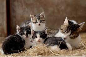 Appello Enpa: serve un veicolo per aiutare i gatti randagi