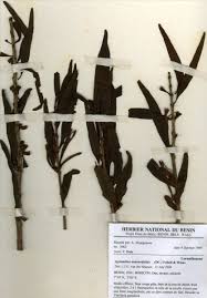 Image result for Agelanthus