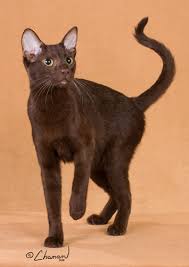 Meet some fluffy cats that make great pets, get tips for grooming and find out which fluffy cat breed might be best for you. Havana Brown Page Www Breedlist Com