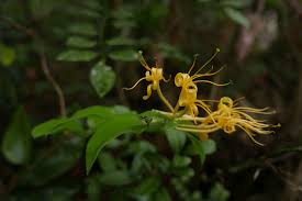 Image result for Lonicera confusa