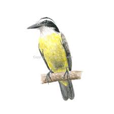 Kiskadee - Etsy Nederland