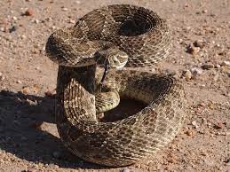 Colorado Snakes Prairie Rattlesnake Crotalus Viridus Colorado Snake Rattlesnake Colorado
