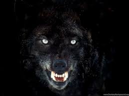 You could download and install the wallpaper and utilize it for your desktop. Black Wolf Face Wallpaper Background Jpg Desktop Background