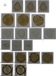 Image result for Leptaulus