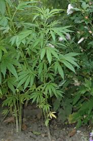 Image result for Cannabaceae