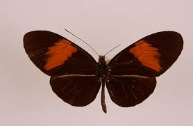 Image result for Melpomene flabelliformis