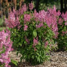 Image result for Syringa prestoniae