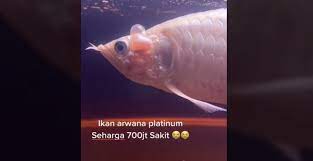 Jun 14, 2021 · ada yang ajak bergambar, mereka juga buat rakaman video bila kami buat pengumuman di ppv, ujarnya berseloroh. Viral Ikan Rp 700 Juta Mati Di Akuarium Bikin Perasaan Warganet Campur Aduk