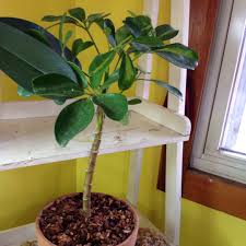 The green and gold leaves of 'gold capella' schefflera will add color and interest to any room of your house. Schefflera Arboricola Gold Capella Dwarf Umbrella Tree Gold Capella In Gardentags Plant Encyclopedia