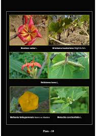 Image result for Melhania prostrata