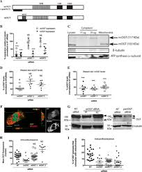 Mitochondria also have other roles within cell homeostasis, which are the conditions at which optimum function of a cell is achieved. Mitochondrial O Glcnac Transferase Mogt Regulates Mitochondrial Structure Function And Survival In Hela Cells Journal Of Biological Chemistry