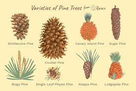 Pine trees are divided into three subcategories in terms of growth: 40 Species Of Pines From Around The World