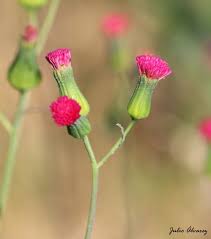 Image result for Emilia hockii