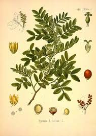 Image result for Anacardiaceae