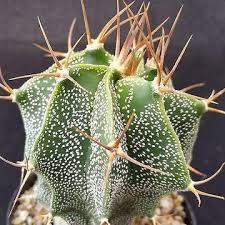 Image result for Chlorophytum nubicum