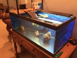 Turtle Topper Above Tank Basking Platform Dock Spiffy Pet Products Turtle Aquarium Turtle Tank Turtle Dock