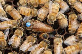 A swarm is a group of bees that have just arrived at a site, and haven't built a hive or produced babies or honey. Bee Swarms Agriculture And Food