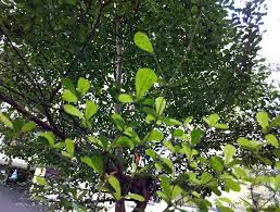 Image result for Terminalia neotaliala