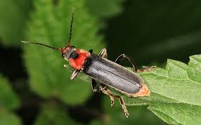 In dieser statistik werden die torgefährlichsten spieler des vereins fc porto angezeigt. Insekten Sachsen