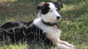 Blue Eyed Tri And Chocolate Border Collies Youtube The basic colour of border collies is black and white, brown and white (up to reddish and white) the merle mutation in dogs often changes dark eyes into light or blue. blue eyed tri and chocolate border collies