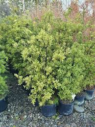 Image result for Phyllocladus