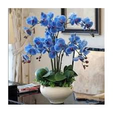 Mavi Orkide Tohumu 15 Adet Saksi Torf Hediye Gittigidiyor Mavi Orkide Orkideler Cicek Aranjmani