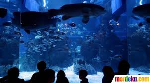 Beranda / aneka model aquarium : Foto Kenalkan Aneka Biota Laut Jakarta Aquarium Resmi Di Buka Merdeka Com