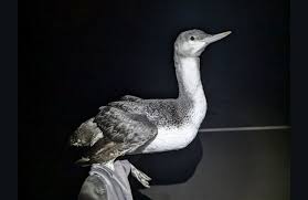 Image result for Kedrostis abdallai