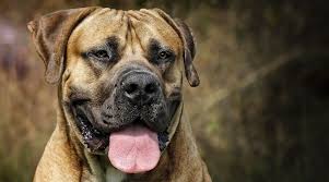 This african boerboels breeders list is my personal opinion, as its based on what i look for in a boerboel, and. African Dog Breeds 11 Pups That Come From Africa
