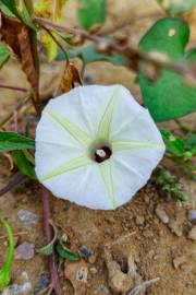 Image result for Ipomoea lapathifolia