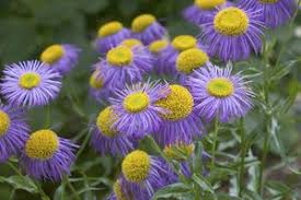 Image result for Erigeron schimperi