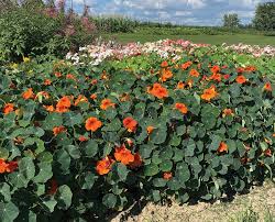 Image result for Nasturtium