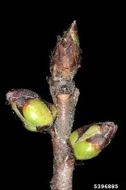 Image result for Daphne mezereum