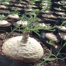 Image result for Raphionacme