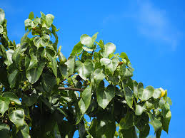 Image result for Thespesia populneoides