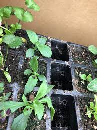 Sow seed in cell packs or flats, press into soil but do not cover. Butterfly Bush From Seed General Gardening Growing Fruit