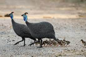 As in the past, today they are a source of meat and eggs, which are valued by consumers for their taste and nutritional value (ayorinde, 1991; Guinea Hen All You Need To Know Complete Care Guide The Happy Chicken Coop