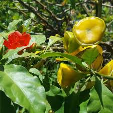 Image result for Pereskia